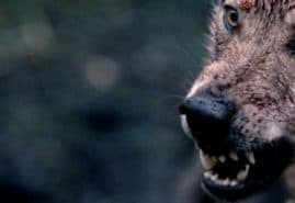 "The Shadow Forest", dir. Andrzej Cichocki<br />