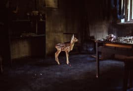 NOVEMBER AT SHORT FILM FESTIVALS