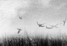 "Summer 2014", dir. Wojciech Sobczyk