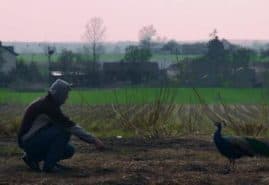 "The culture cultivator", dir. Anna Urbańczyk