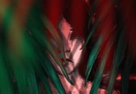 POLISH ANIMATIONS AT AUGUST INTERNATIONAL FESTIVALS IN AUGUST