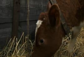THE CALF, dir. 