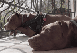 POLISH DOCUMENTARIES AT INTERNATIONAL FESTIVALS IN NOVEMBER