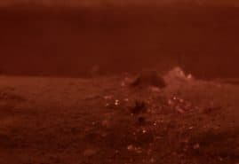 VOLATILE, dir. 